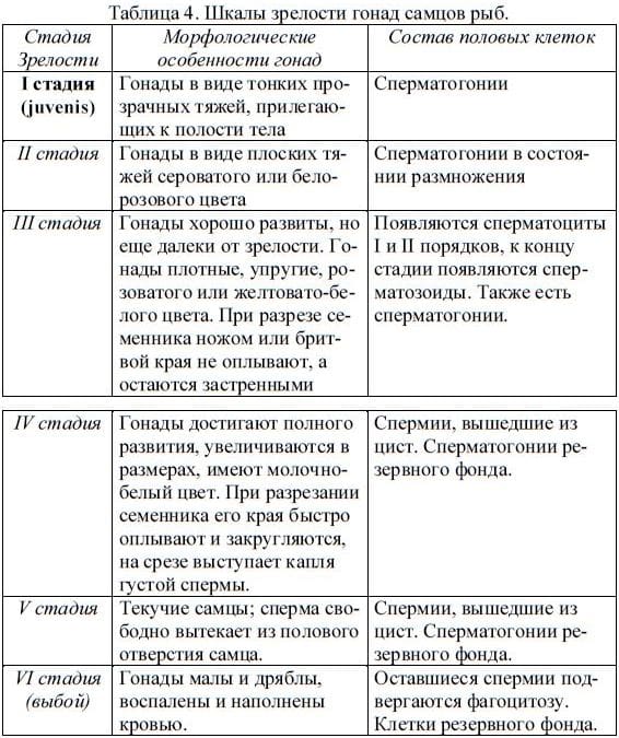 Шкалы зрелости гонад самцов рыб