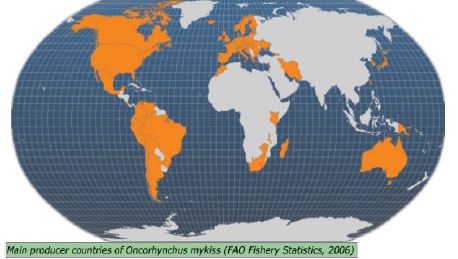 Основные страны – производители радужной форели (по дан- ным ФАО ООН)