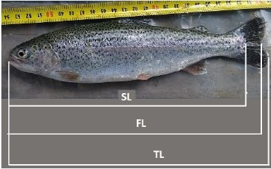 Схема промеров длины тела лососевых рыб: TL – общая длина тела