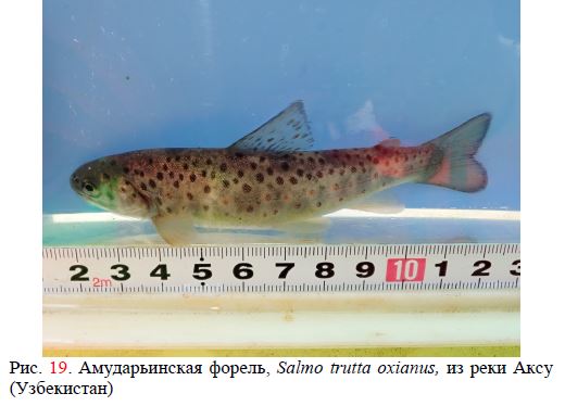 Амударьинская форель, Salmo trutta oxianus, из реки Аксу (Узбекистан)