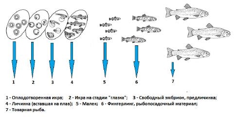 Развитие радужной форели в рыбоводном процессе культивирова- ния