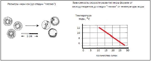 Особенности жизненного цикла