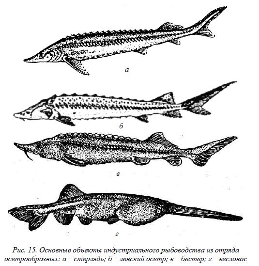 Рыба осетровая с крупной головой: описание, характеристики и особенности