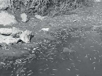Погибшая молодь рыбы на ирригационной сети Сырдарьинской области Узбекистана.