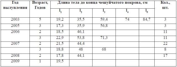 Темп роста белого амура разных возрастных групп Тудакульского вдхр. (по  данным ретроспективного анализа)