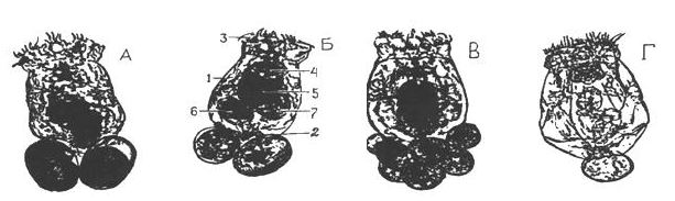 Коловратки Brachionus plicatilis