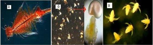 Artemia sp.: а- самка; б - стадия парашютика; в - науплии артемии