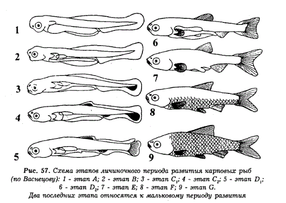 Схема этапов личиночного периода развития карповых рыб