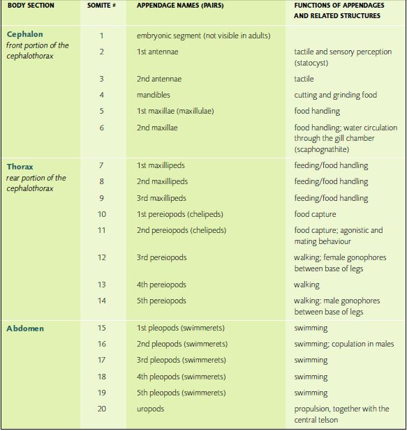 Body segments (somites) in Macrobrachium rosenbergii and appendage function