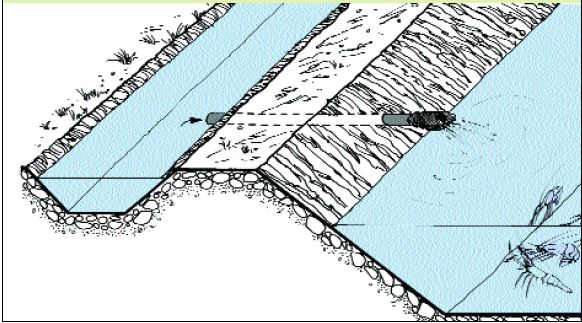 Grow-out pond inlets need to be screened to exclude predators