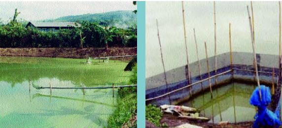 Screened inlets being used in this freshwater prawn grow-out pond (Peru) Figure 8c This type of inlet screen is used in Thailand, especially when ponds are filled by long-tail pump