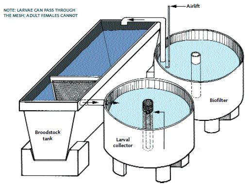 This hatching system consists of a 300 litre rectangular hatching tank and two 120 litre circular tanks, one for collecting larvae and one to house a biofilter