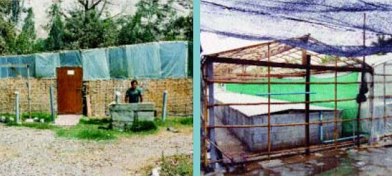 Interior of a simply-constructed inland hatchery for freshwater prawns (Thailand)