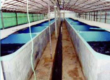 Partially covered larval tanks, made from concrete blocks (Thailand)