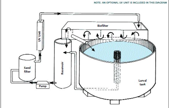 This shows the water flow through a freshwater prawn hatchery recirculation system