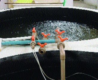 Close-up of taps for brackishwater, freshwater and air supplies to larval tanks (Brazil)