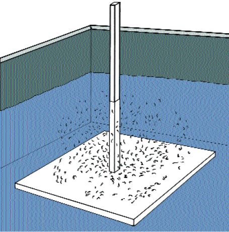 Freshwater prawn larvae in tanks are difficult to see; using a white board will help