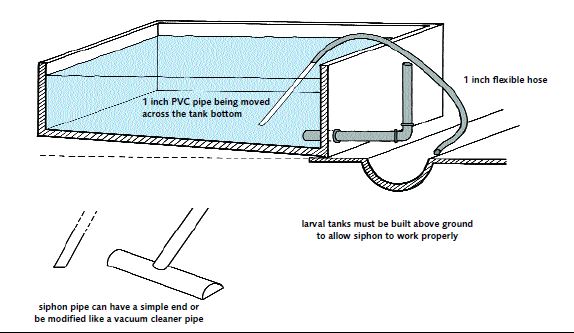 Tanks need regular siphoning to remove faeces, the larval exoskeletons that are cast off during moulting, and waste food