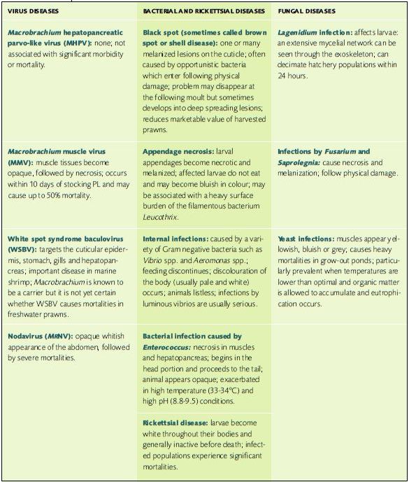 The major diseases known to affect freshwater prawns, and their exterior symptoms