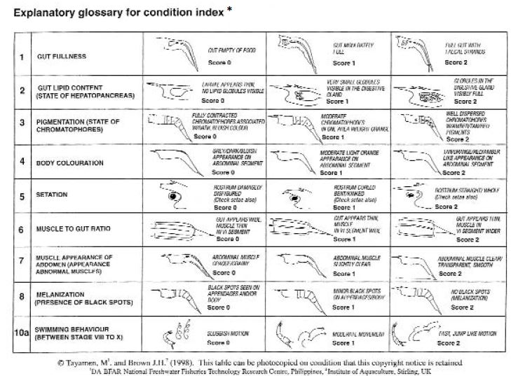 A method of evaluating the quality of Macrobrachium rosenbergii larvae is illustrated in this diagram