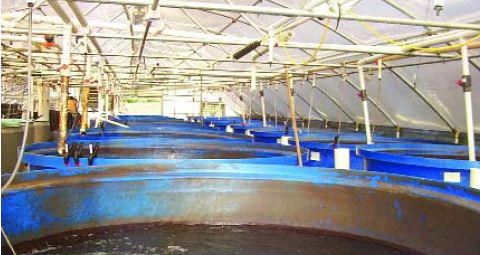 Overhead air and water distribution systems are used to supply these indoor nursery tanks (USA)