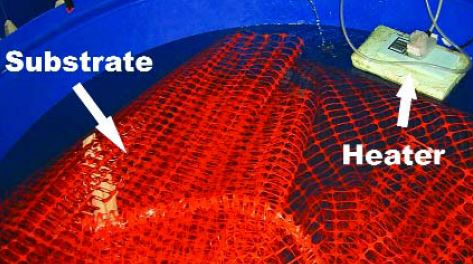 Substrates can be used in nursery tanks to increase the surface area available to juvenile prawns; this substrate consists of the material used to make barriers around roadworks (USA)