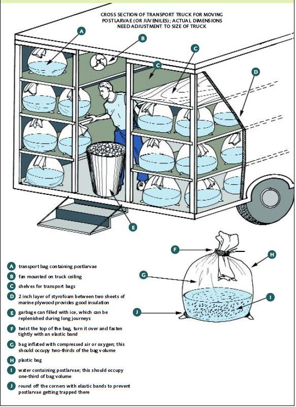 Postlarvae in plastic bags can be transported long distances in modified trucks provided with shelves, a small fan, and simple cooling