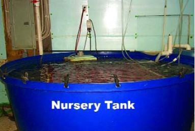 The substrate material shown dry in Figure 39 can be seen beneath the water surface in this nursery tank (USA)