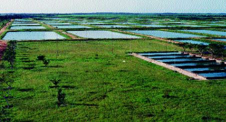 Macrobrachium rosenbergii farms can be large (this one was 70 ha) but need careful production, marketing and business management for sustained success (Brazil)