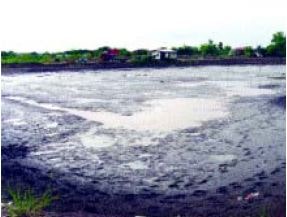 This freshwater prawn pond has just been totally drained (Thailand)