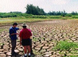 The sediment in continuously operated freshwater prawn ponds can become so deep that it reduces the water volume and depth and disturbs the drainage pattern; this pond had not been drained for many years (Hawaii)