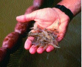 There are some advantages in rearing freshwater prawns (Macrobrachium rosenbergii) to a larger (juvenile) size before stocking