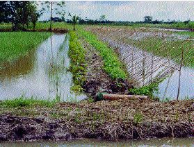 Macrobrachium rosenbergii farming can be integrated with crop and other livestock production; in this case prawn culture is associated with rice culture and vegetable production (Viet Nam)