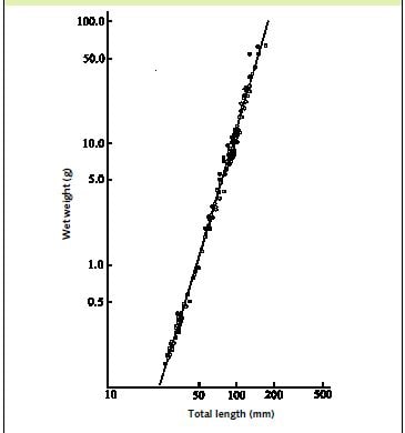There is a relationship between the total length and the weight of your prawns; this shows a typical length/weight relationship for Macrobrachium rosenbergii