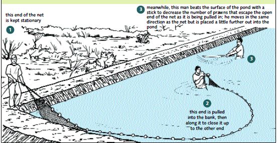 Larger ponds may also be cull-harvested by making several seining operations; beating the water surface with a stick can help to keep the prawns from escaping from the open end of a seine before it is brought to the side of the bank