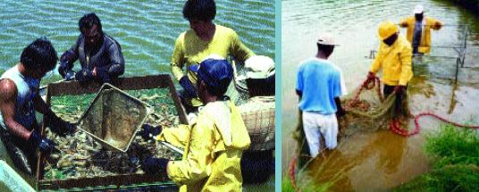 Market sized freshwater prawns can be kept alive while harvesting continues (Martinique)