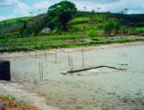 Harvesting Macrobrachium rosenbergii from ponds with an internal harvesting sump (Brazil)