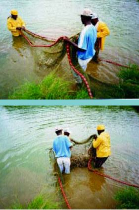 Cull-harvesting freshwater prawns several times before drain harvesting increases the yield of market-sized animals in your crop (Martinique)