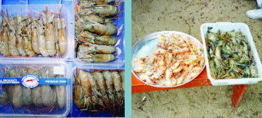 Freshly harvested (blue) Macrobrachium rosenbergii can be cooked (pink) at the pond-side to provide a tasty barbeque (Brazil)