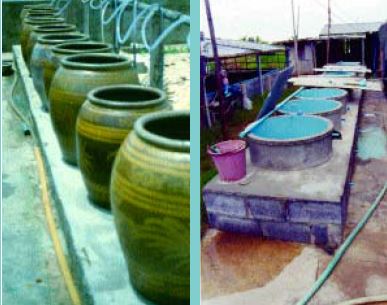 These outdoor tanks are used to rear Artemia (Thailand)