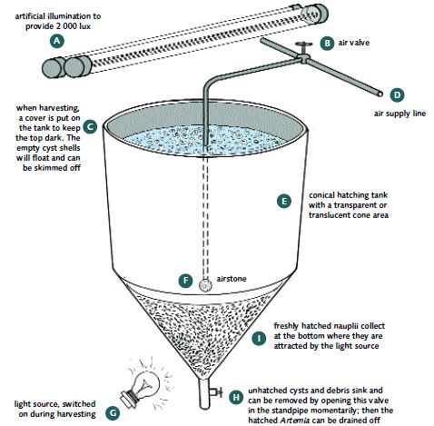 Artemia hatching container during harvesting