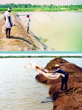 This sampling by cast net reveals a badly eroding pond bank (Thailand)