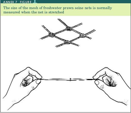 The size of the mesh of freshwater prawn seine nets is normally measured when the net is stretched