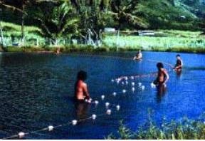 Freshwater prawns (Macrobrachium rosenbergii) can be cull-harvested by seining (Hawaii)