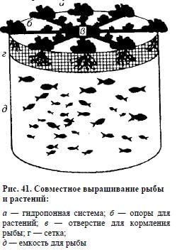 Совместное выращивание рыбы и растений